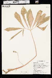 Arisaema dracontium image