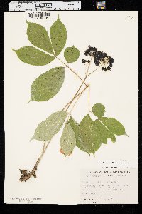 Aralia nudicaulis image