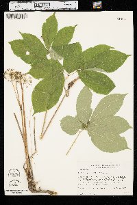 Aralia nudicaulis image