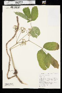 Aralia nudicaulis image