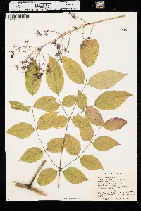 Aralia spinosa image