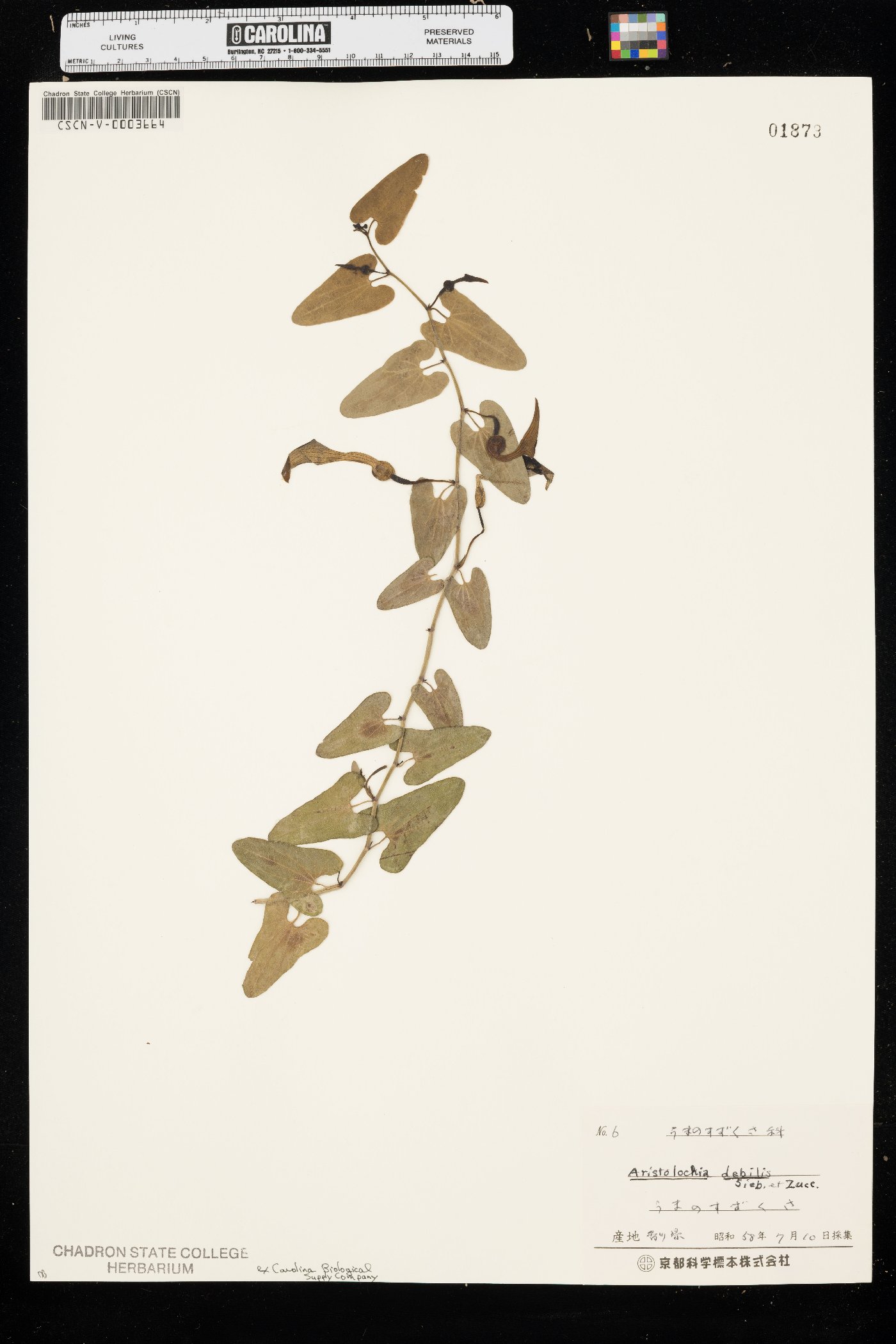 Aristolochia debilis image