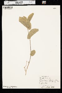 Endodeca reticulata image