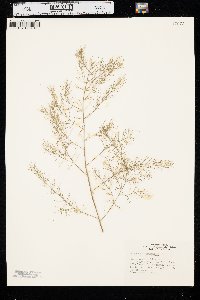 Asparagus officinalis image