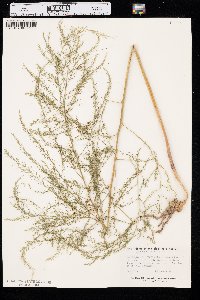 Asparagus officinalis image