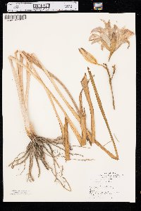 Hemerocallis fulva image