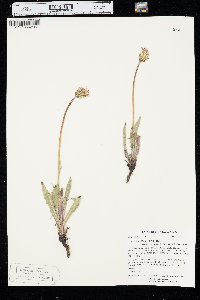 Agoseris glauca image