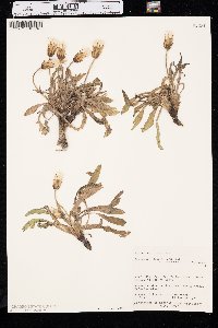 Agoseris glauca image