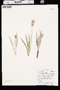 Agoseris glauca image