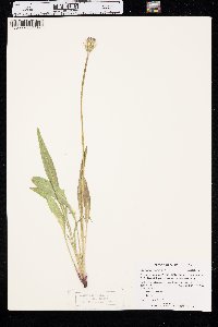 Agoseris glauca var. dasycephala image