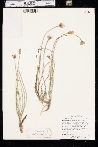 Agoseris glauca image