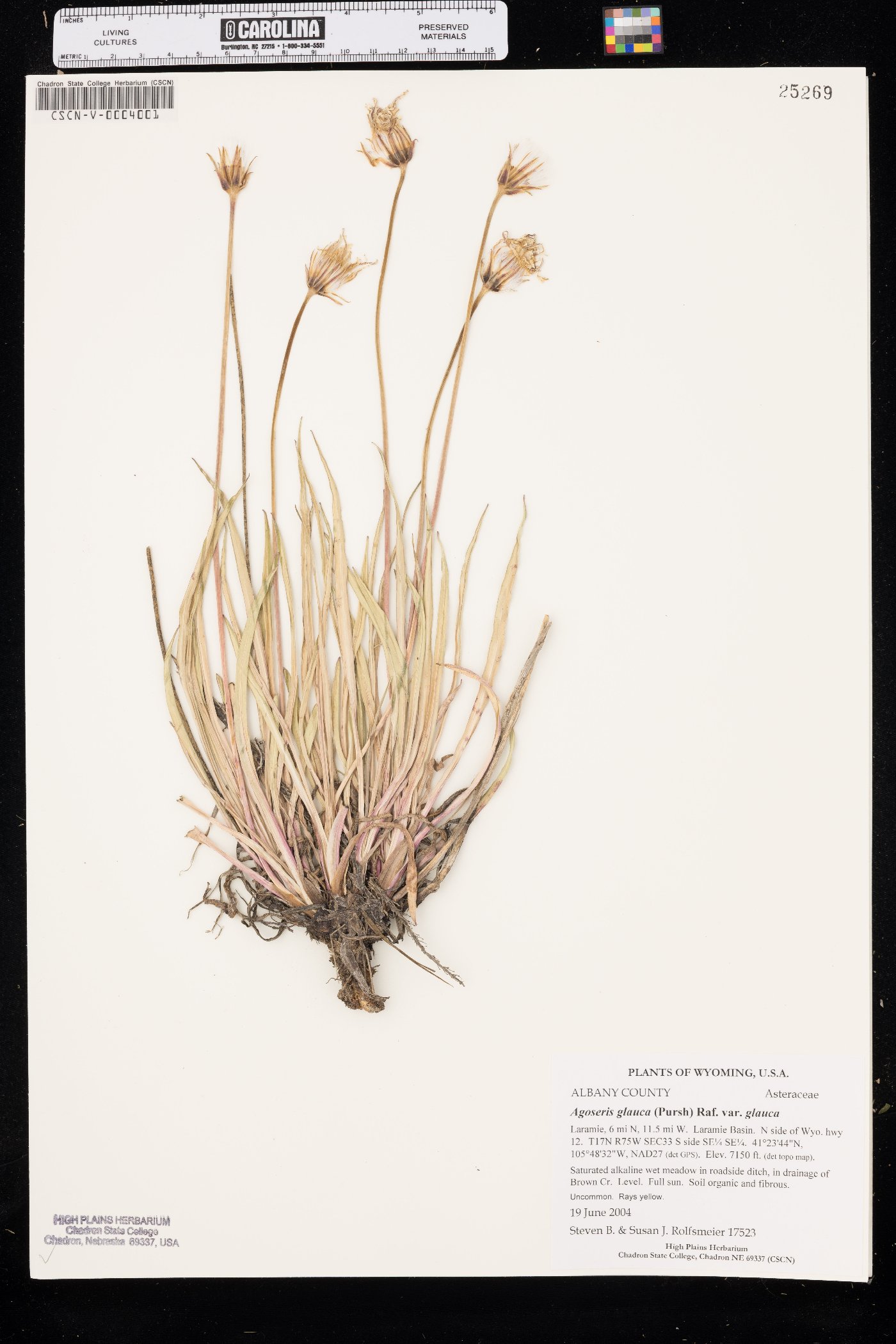 Agoseris glauca var. glauca image