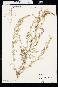 Ambrosia acanthicarpa image