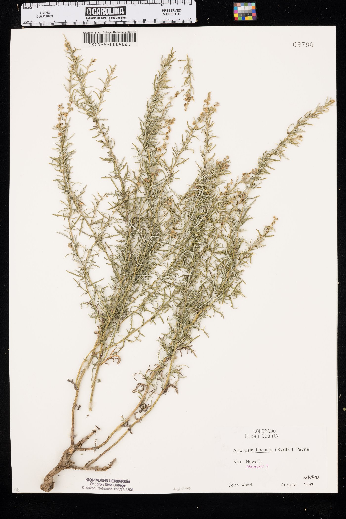 Ambrosia linearis image