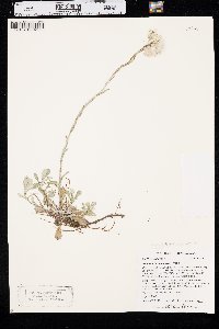 Antennaria howellii subsp. neodioica image