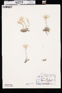 Antennaria parvifolia image