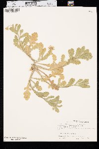 Aphanostephus skirrhobasis var. thalassius image