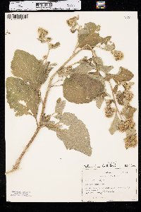 Arctium minus image