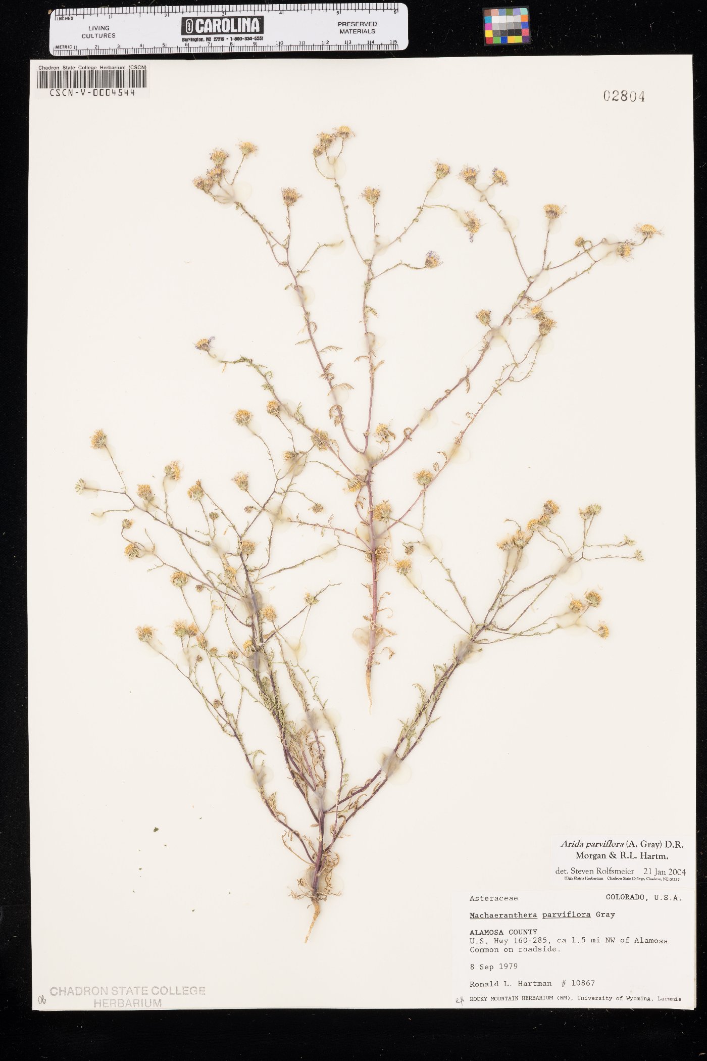 Leucosyris parviflora image