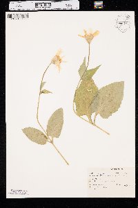 Arnica cordifolia image