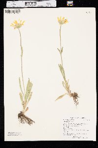 Arnica fulgens image