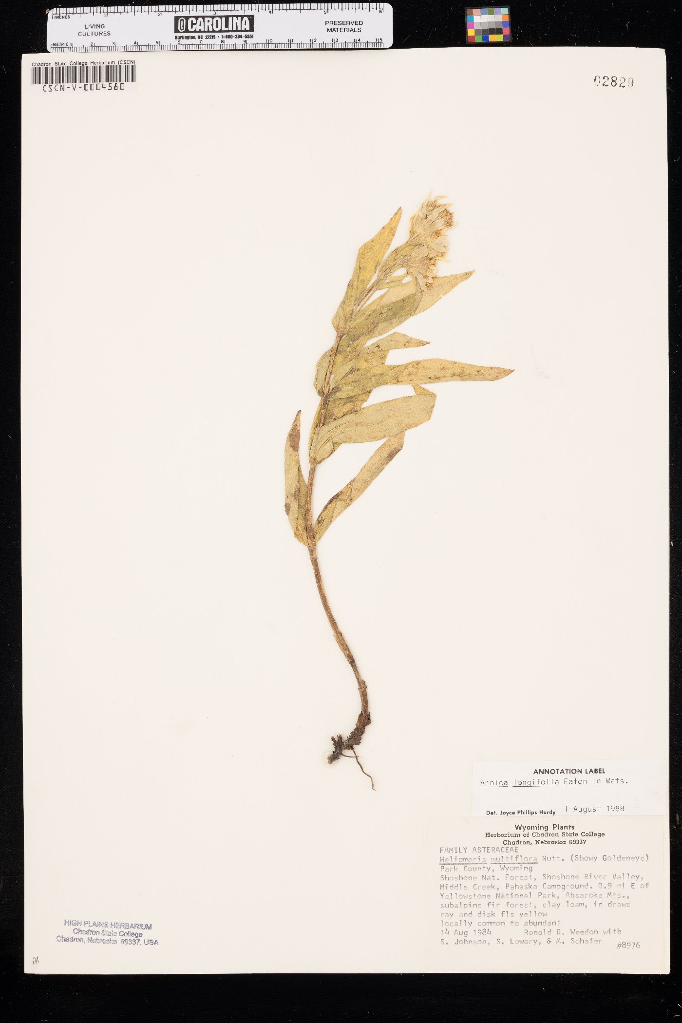 Arnica longifolia image