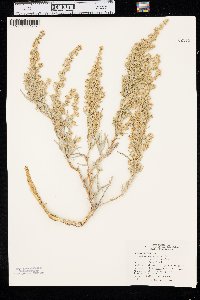 Artemisia cana image