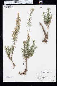 Artemisia dracunculus image