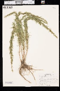 Artemisia dracunculus image