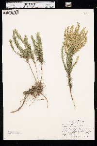 Artemisia dracunculus image