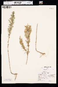 Artemisia dracunculus image