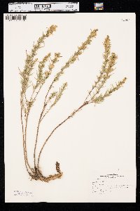 Artemisia dracunculus image