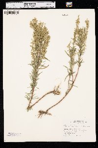 Artemisia dracunculus image