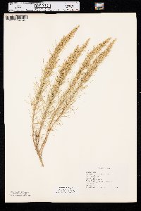 Artemisia filifolia image