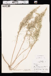 Artemisia filifolia image