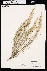 Artemisia filifolia image