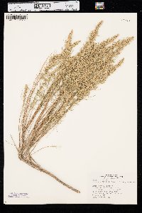 Artemisia filifolia image