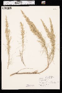 Artemisia filifolia image