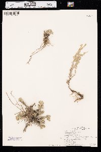 Artemisia frigida image