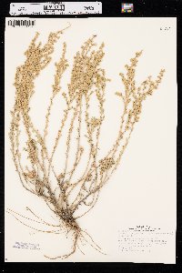 Artemisia frigida image