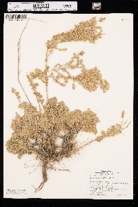 Artemisia frigida image