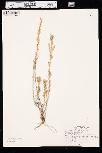 Artemisia frigida image