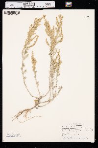 Artemisia frigida image