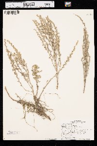 Artemisia frigida image