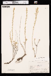 Artemisia frigida image