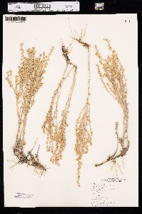 Artemisia frigida image