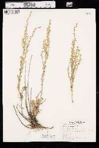 Artemisia frigida image