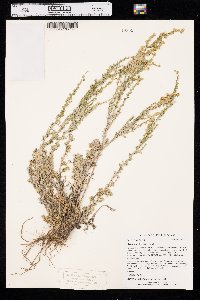 Artemisia frigida image