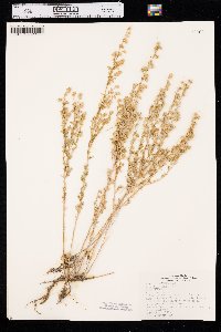 Artemisia frigida image