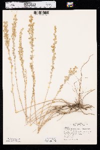 Artemisia frigida image